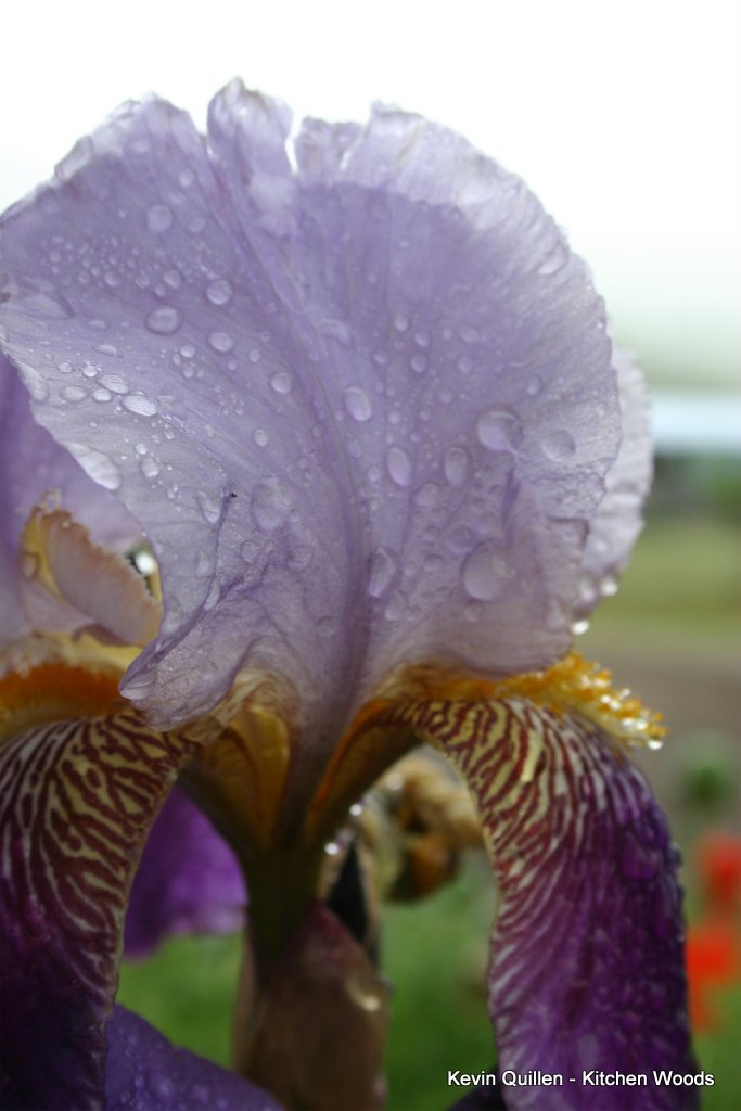 Purple Iris After Rain - #2